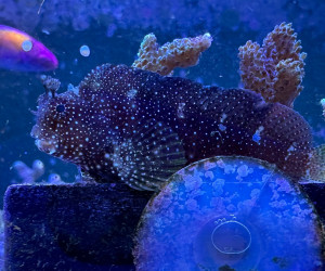 Starry Blenny