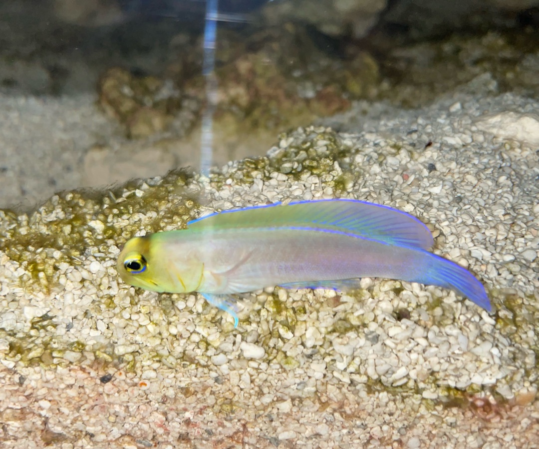 Yellowhead Jawfish