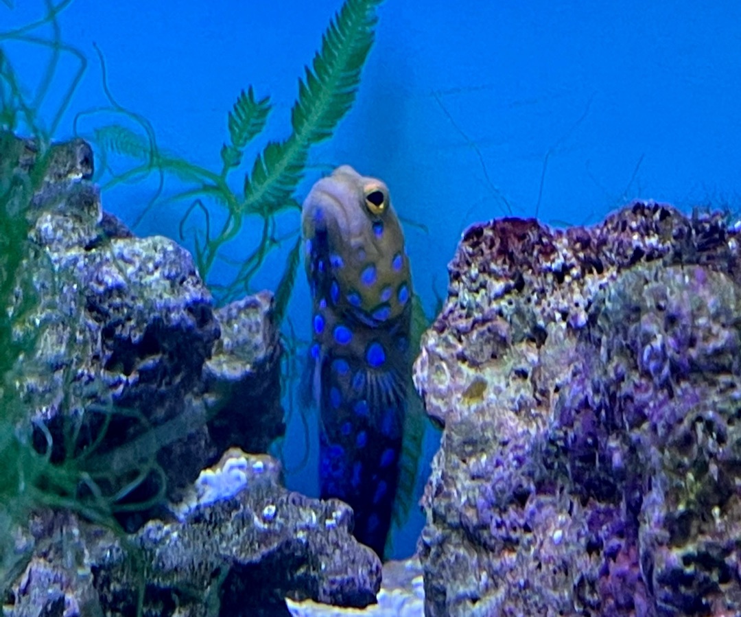 Blue Spotted Jawfish