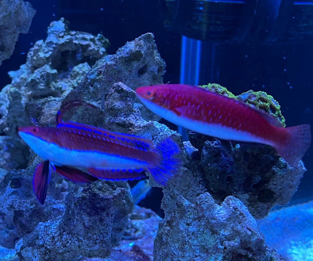 Longfin Fairy Wrasse