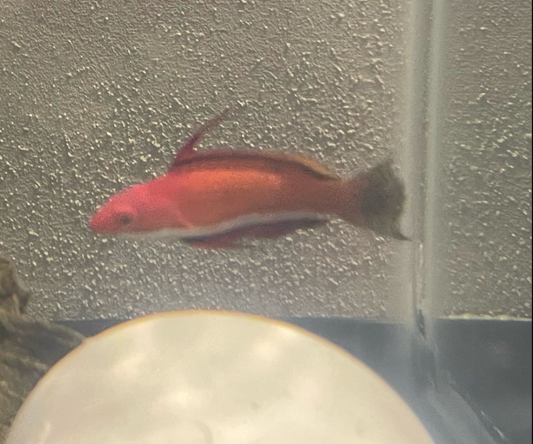 Longfin Fairy Wrasse