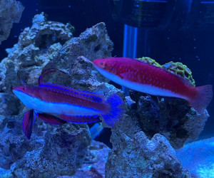 Longfin Fairy Wrasse