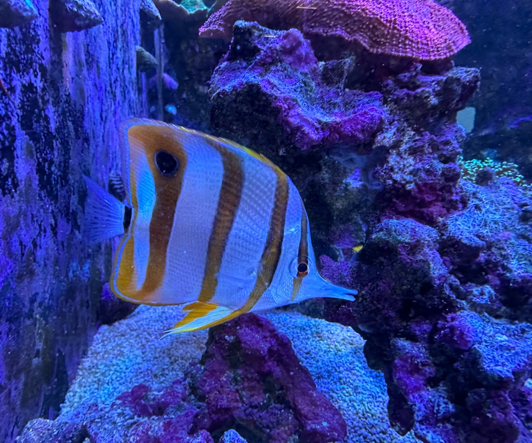 Copperband butterflyfish