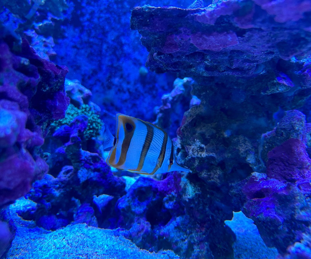 Copperband butterflyfish