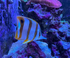 Fish Library Preview