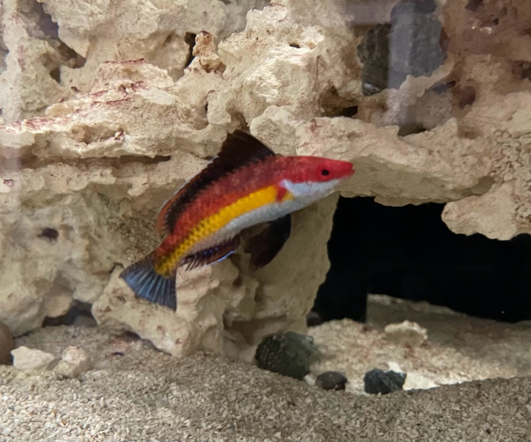 Naoko's Fairy Wrasse