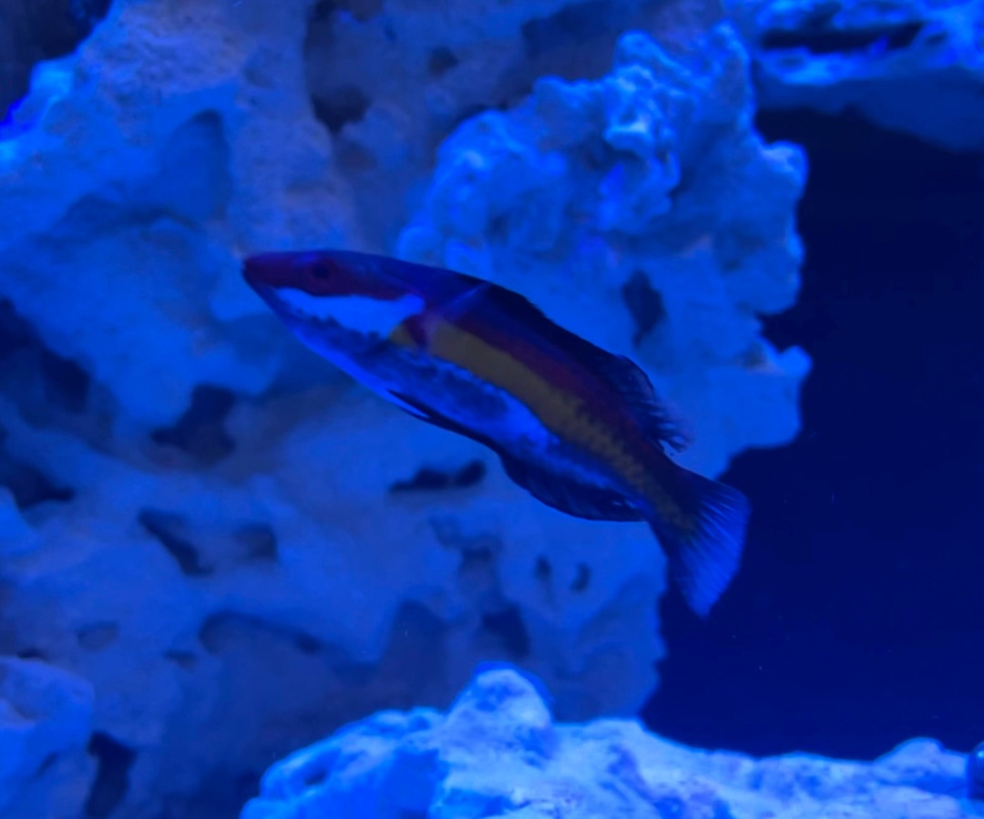 Naoko's Fairy Wrasse