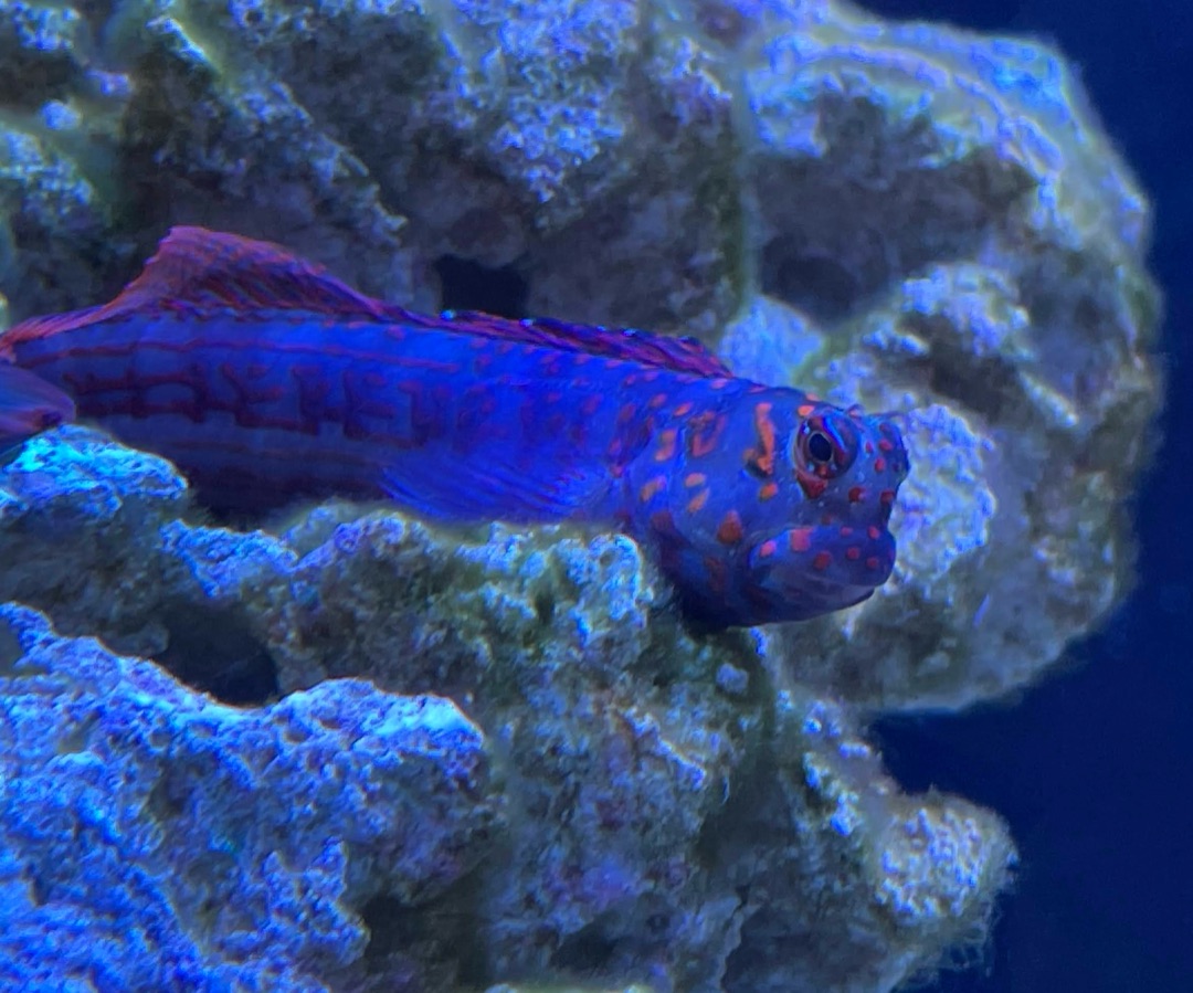 Red Spot Blenny