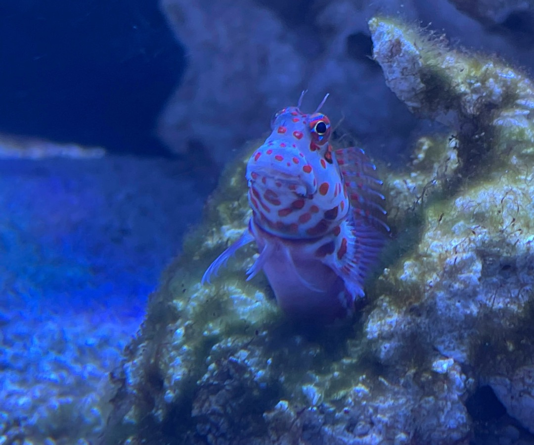 Red Spot Blenny