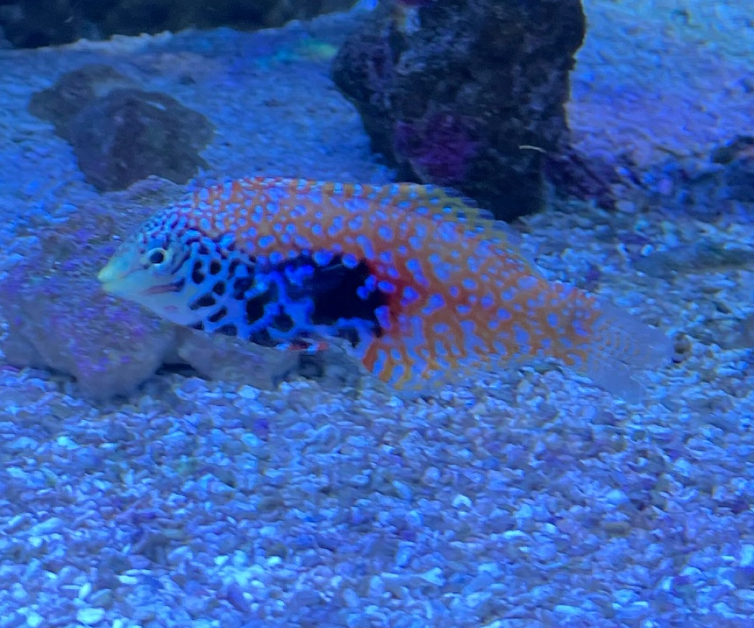 Peacock Leopard Wrasse