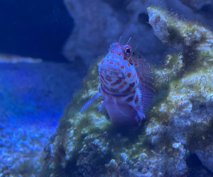 Fish Library Preview
