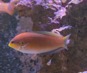 Moyeri Leopard Wrasse