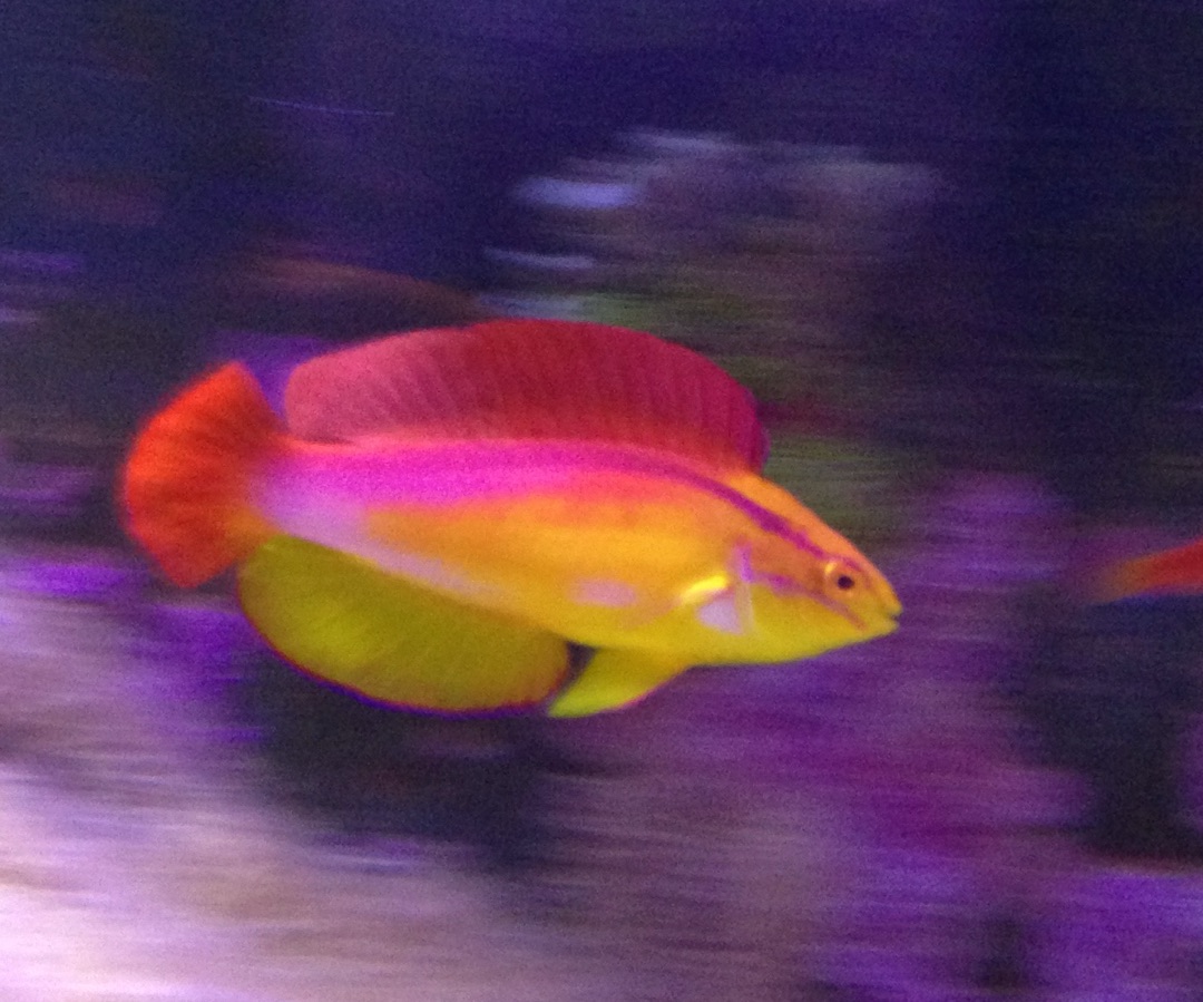 Hawaiian Flame Wrasse