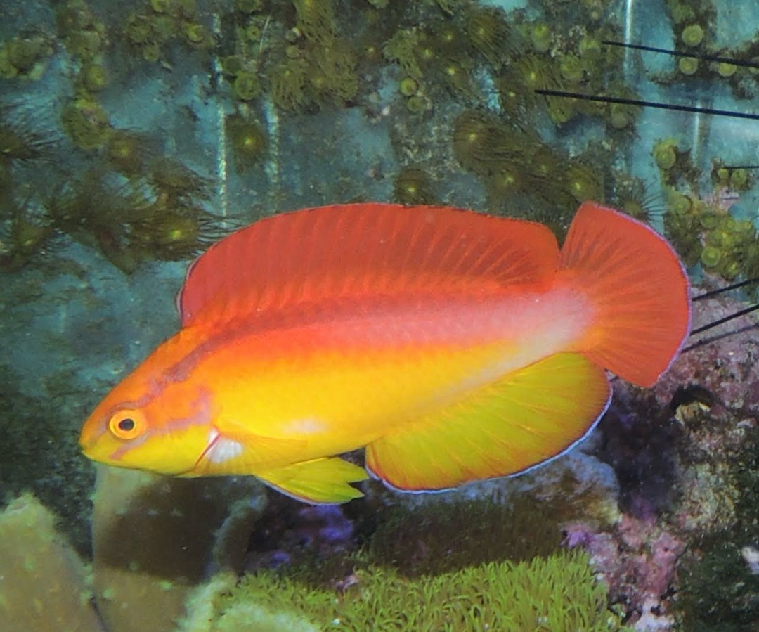 Hawaiian Flame Wrasse