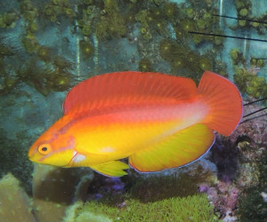 Hawaiian Flame Wrasse