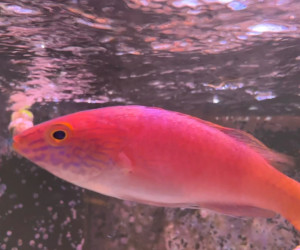 Pylei Wrasse
