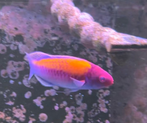 Fish Library Preview