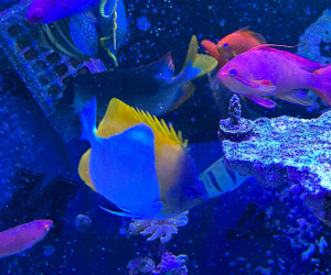 Pyramid Butterflyfish