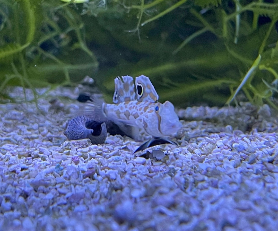 Two Spot Goby