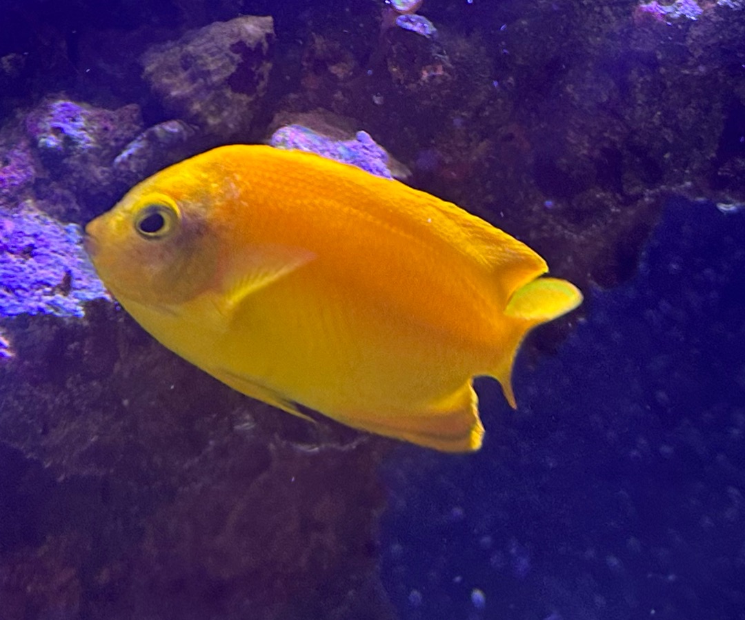 Yellow Angelfish