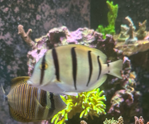Convict Tang