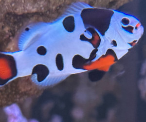 Orange Storm Clownfish