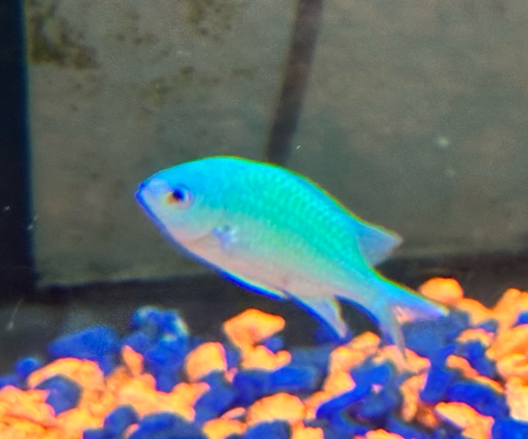 Chromis Viridis