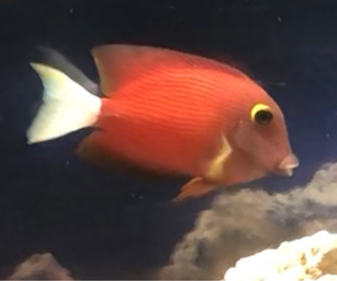 Whitetail Bristletooth Tang