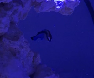 Fish Library Preview