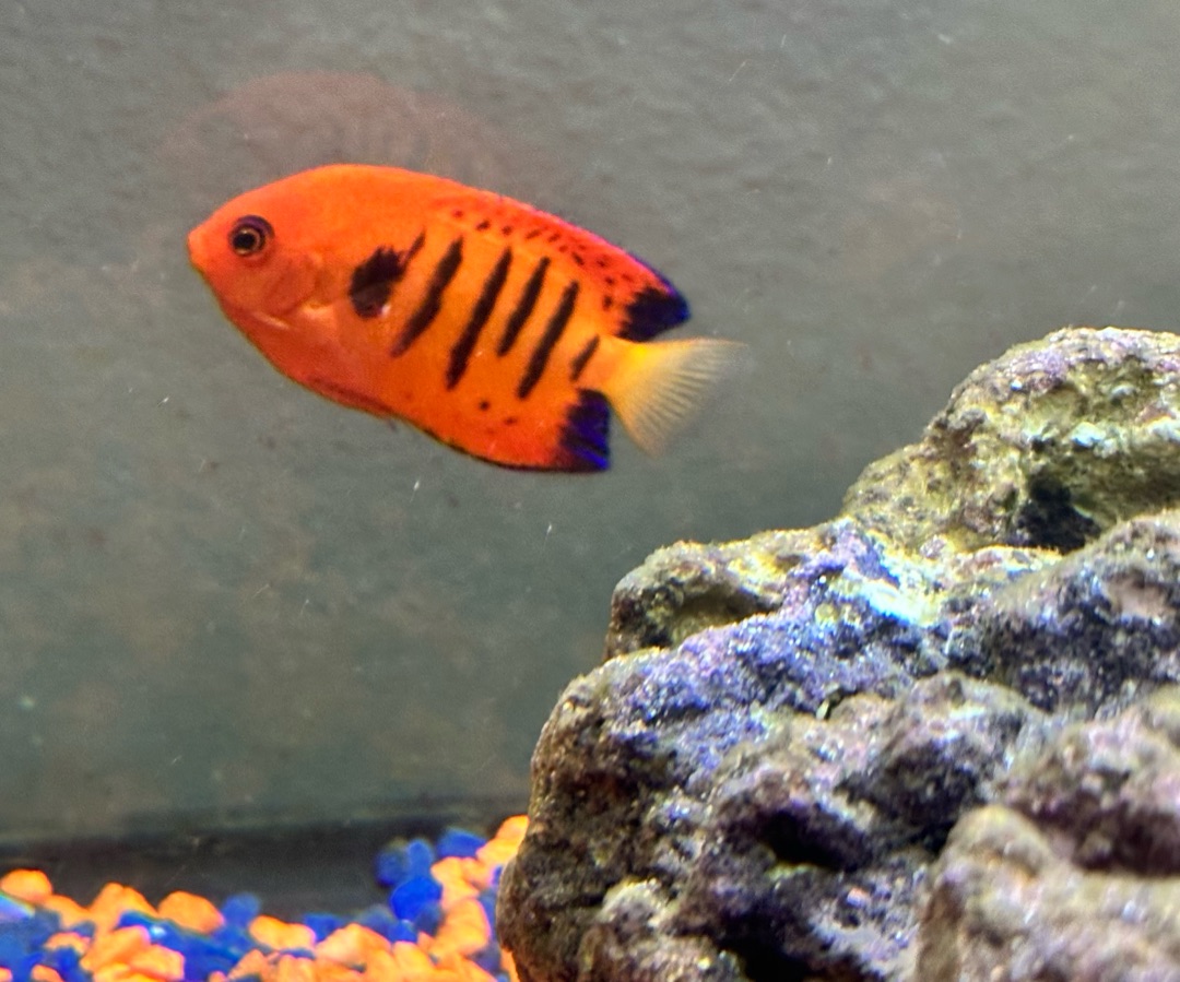 Flame Angelfish