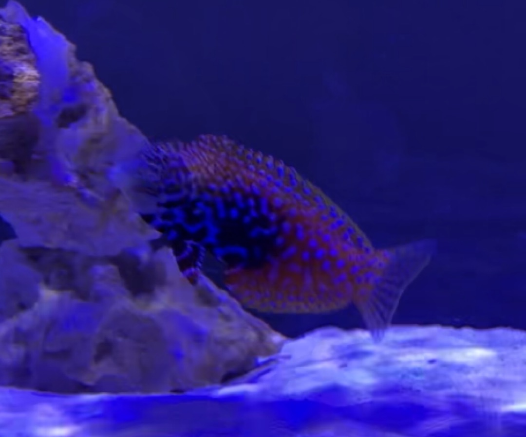 Peacock Leopard Wrasse