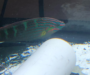 Melanarus Wrasse