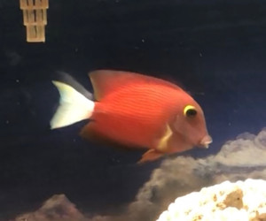 White Tail Bristletooth Tang