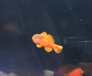 Fish Library Preview