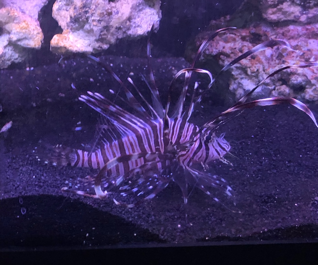 Lionfish