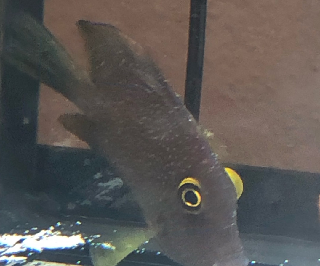 Kole Yellow Eye Tang
