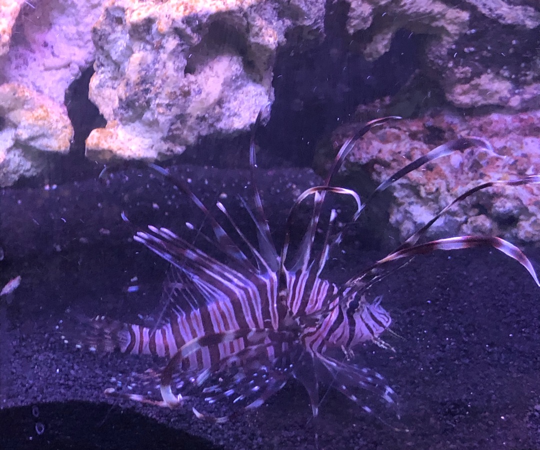 Volitan Lionfish