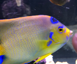 Queen Angelfish