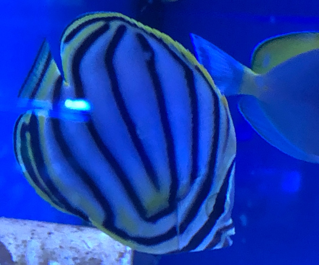 Meyer's Butterflyfish