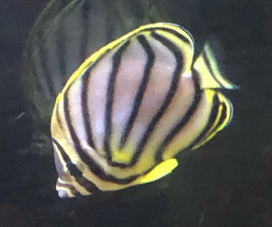 Meyer's Butterflyfish