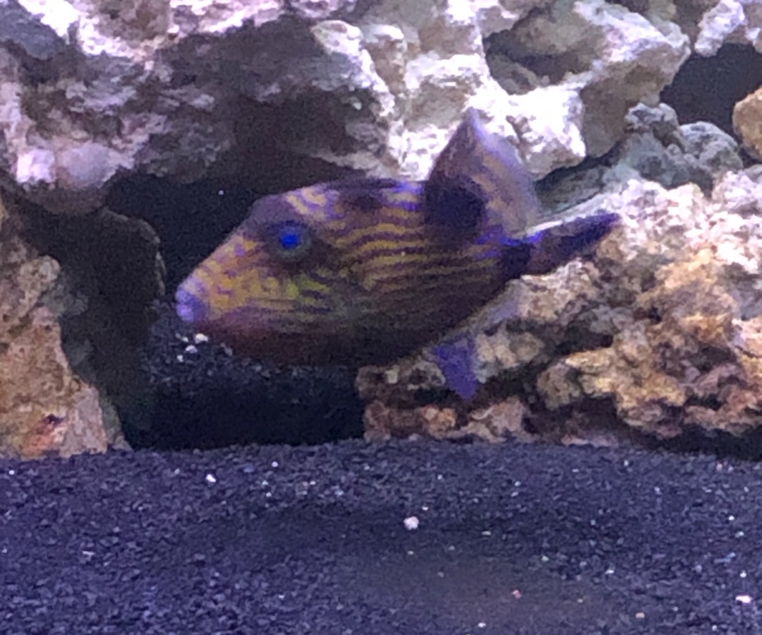 Blueline Triggerfish