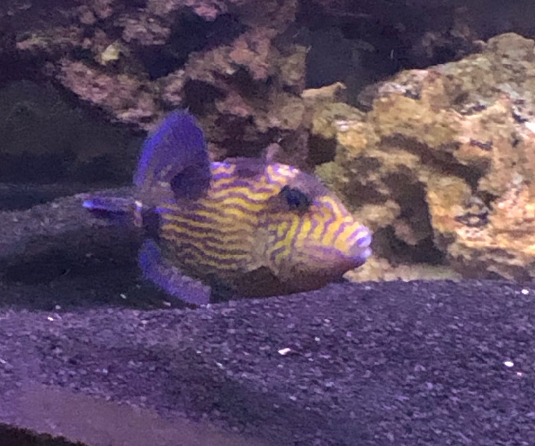 Blueline Triggerfish