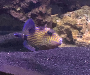 Blueline Triggerfish