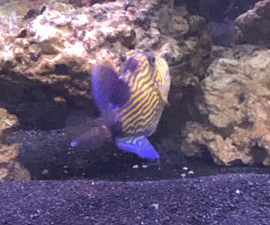 Blueline Triggerfish