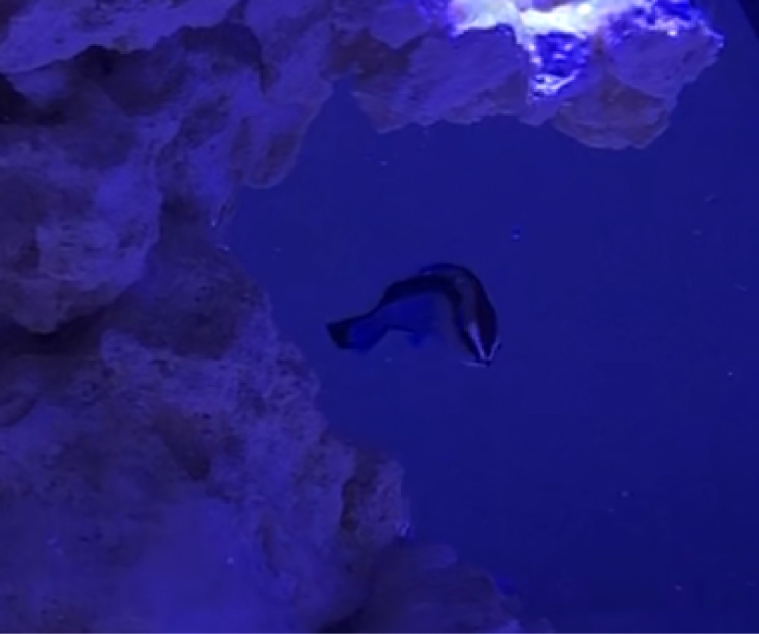 Bluestreak Cleaner Wrasse