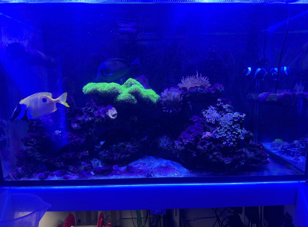 Tank Image