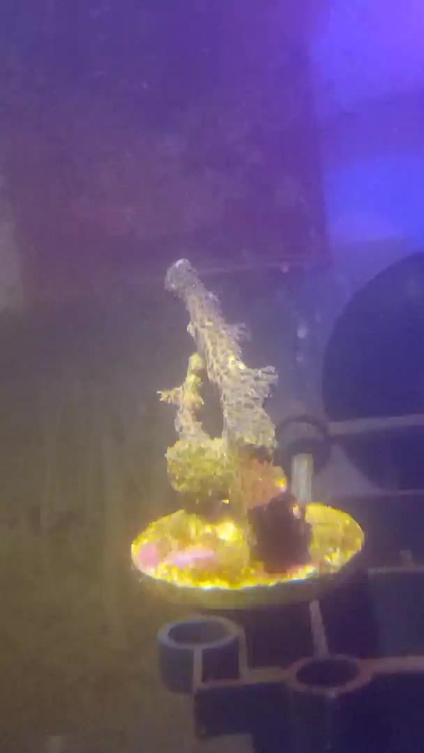 Any suggestion to improve my setup based on my coral? 
(Coral in video: Bird nest 4.5cm fr...
