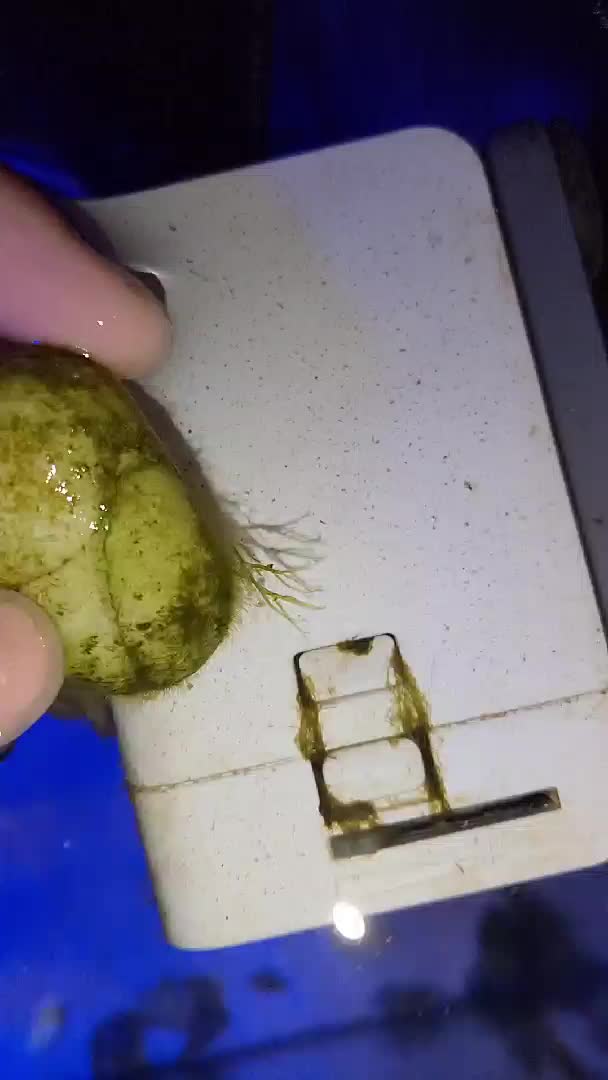 Anyone know what this algae was?