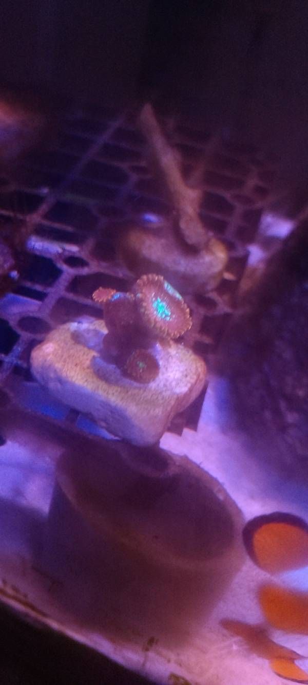 Is this a regular zoa or a palytoxin toxic zoa - zoa, palytoxin zoa