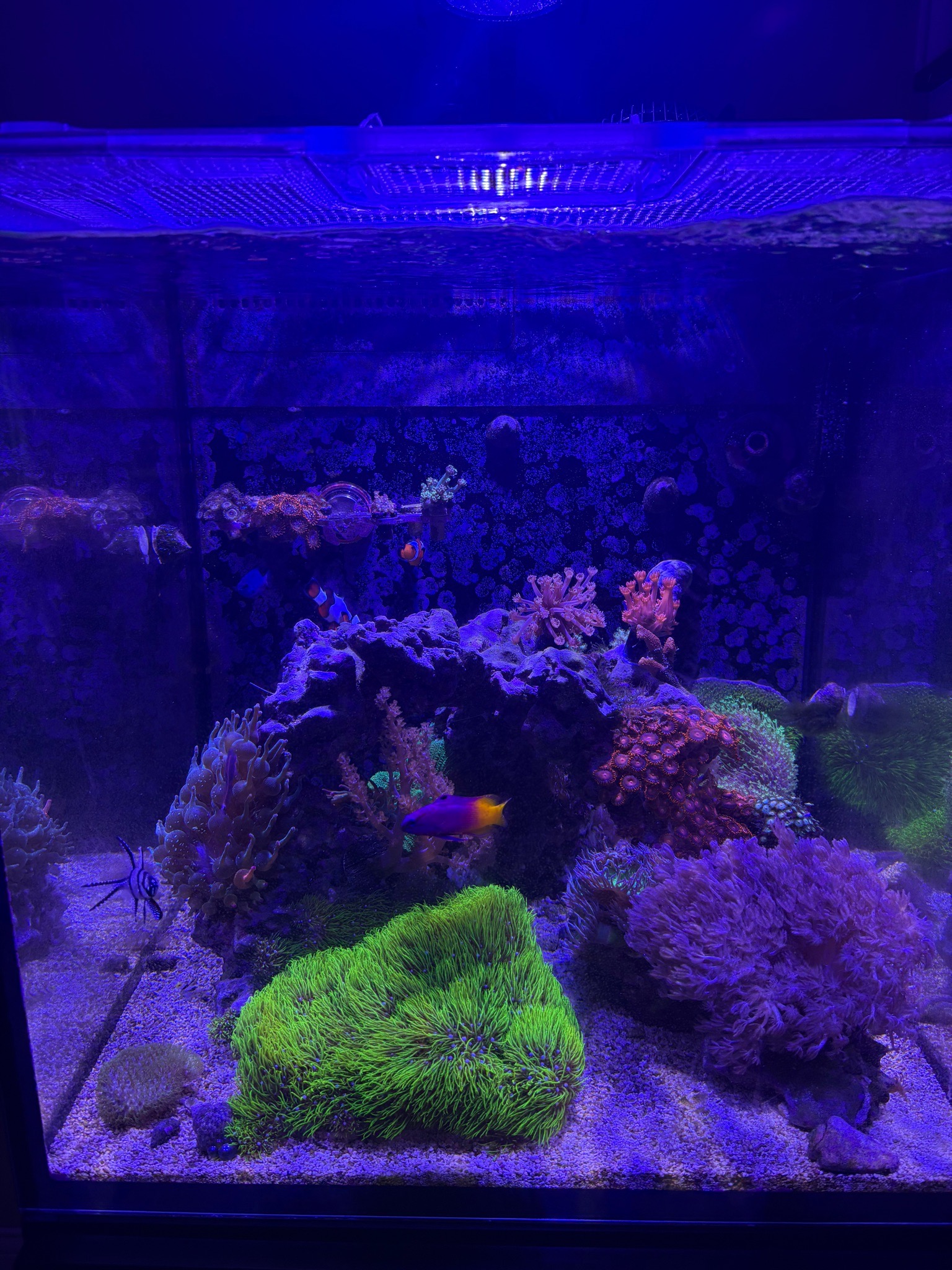 This is the tank after 17 months! We’ve got seven fish and countless corals, but we’re alw...